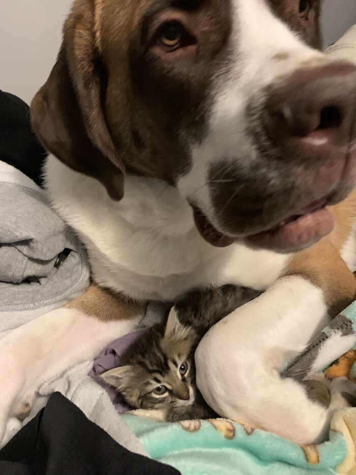 130 Pounds And 2.5 Pounds