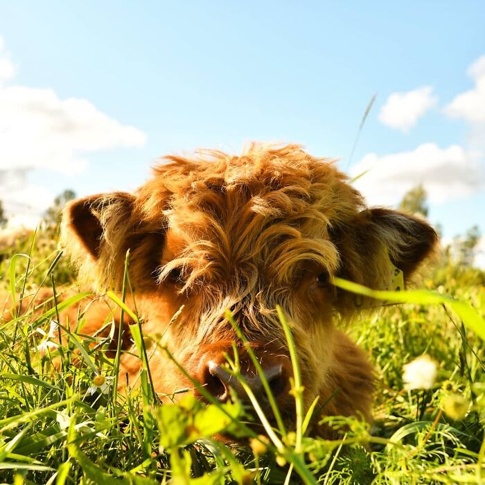 Sigmund In The Sunshine