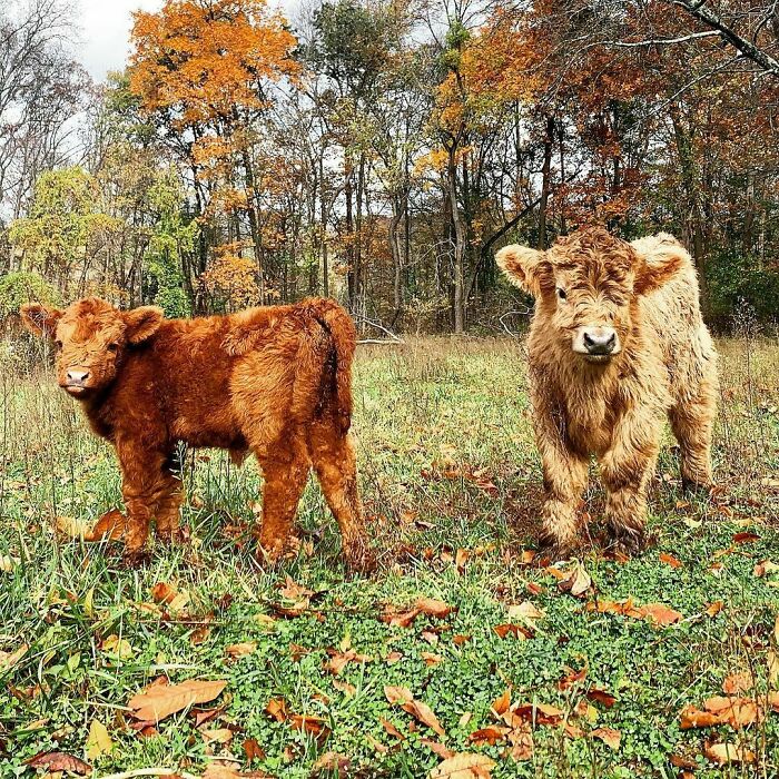 Two Little Fuzz Calves, Meet Amber And Galaxy