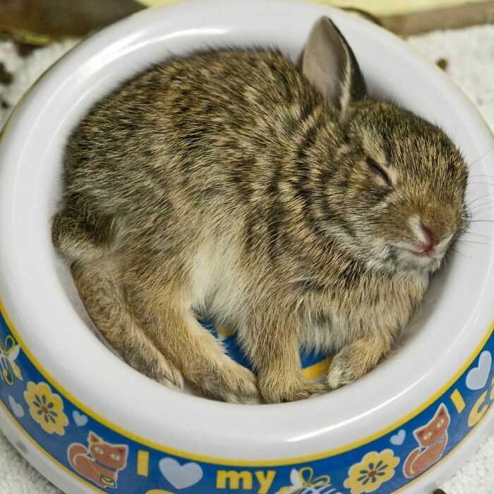 Once You’ve Eaten Everything In The Bowl, May As Well Take A Snooze In It