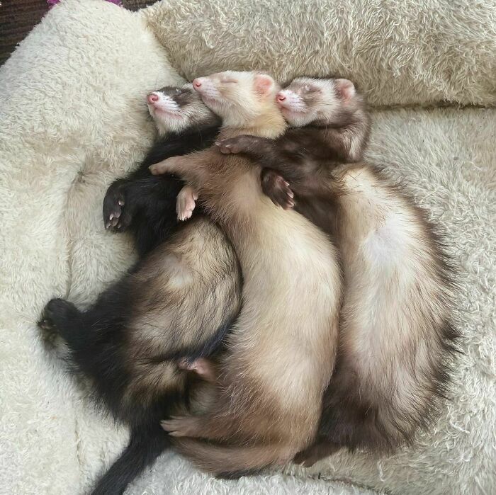 Daisy, Drixie, Matilda From Left To Right