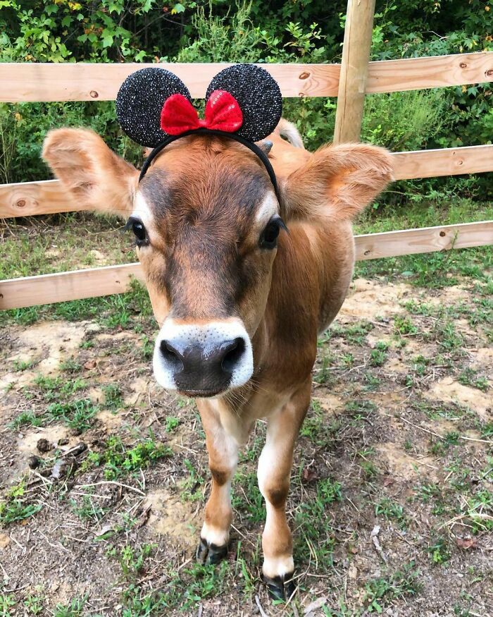 I Don’t Think Any Of Roberto’s “Hats” Fit Him Anymore