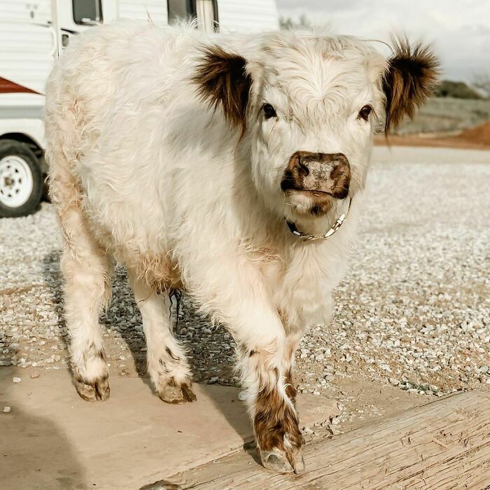 Can You See The Attitude In His Face?