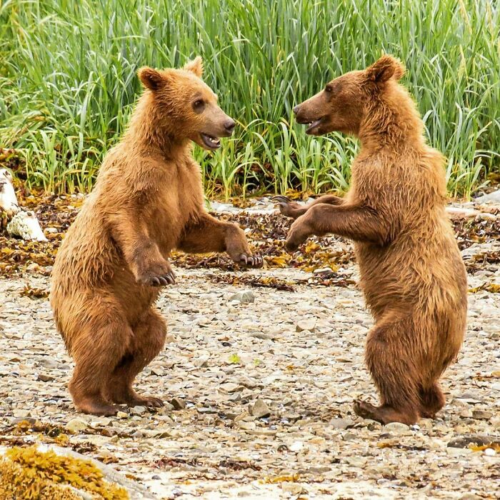 Bear Dance