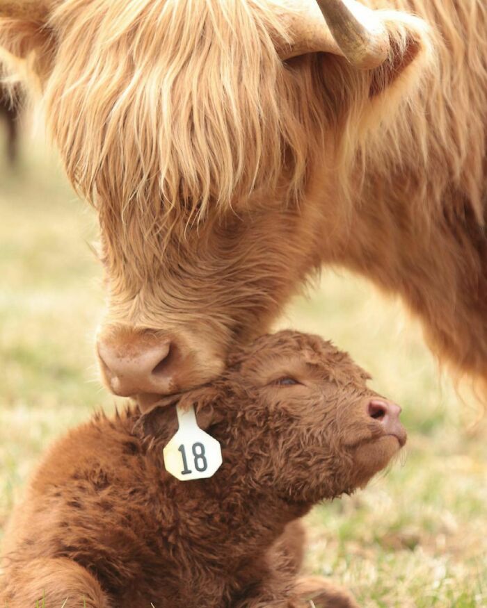 Newborn Bull 