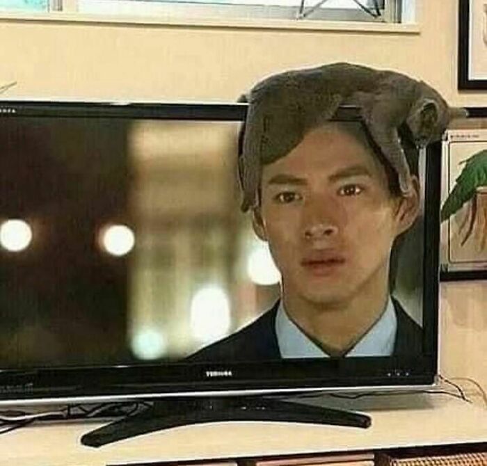 50 Animals Doing Whatever They Like, As Shared On This Instagram Account (New Pics)