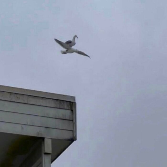 50 Animals Doing Whatever They Like, As Shared On This Instagram Account (New Pics)