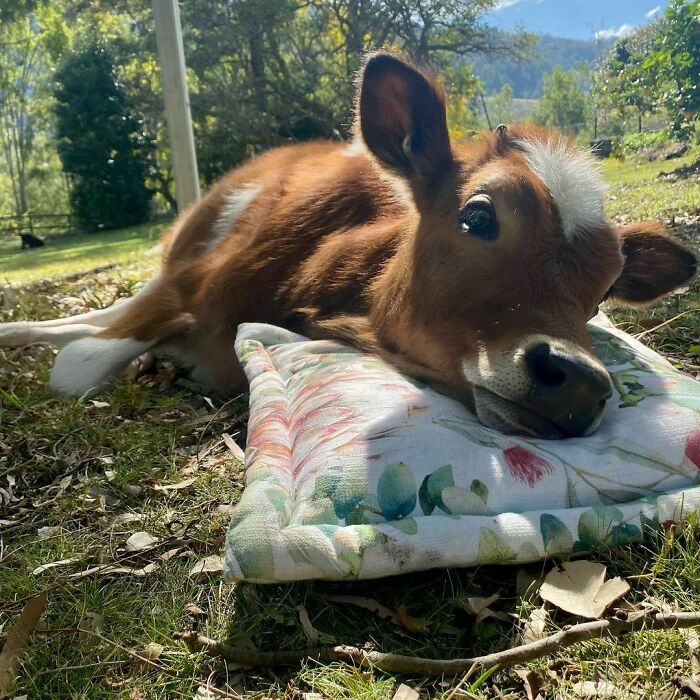 Sometimes You Just Need To Lay Your Head Down And Watch The World Moo