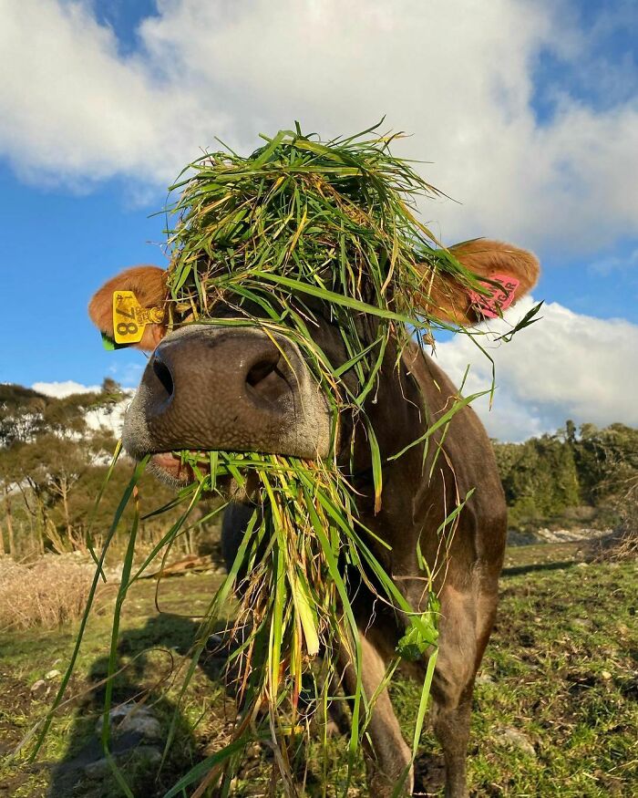 Happy 7th Birthday To My Favourite Cow Ever, Brown Sugar