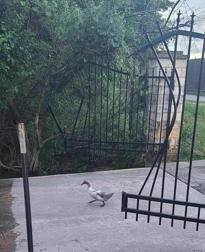 50 Animals Doing Whatever They Like, As Shared On This Instagram Account (New Pics)