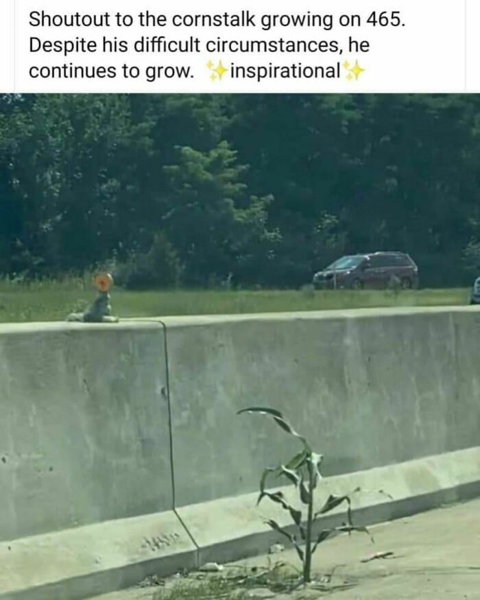 Don't Believe You're A Weed. You Are A Cornstalk. You Can Do Great, And Corny, Things