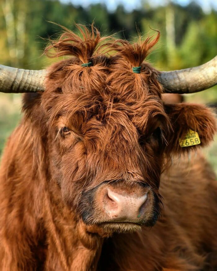 People Are Very Often Asking Can Highlanders See Through Their Hair. I Believe That They See Just Fine, At Least When They Want To See