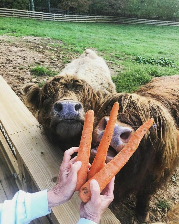 Three Carrots For Three Years Old!