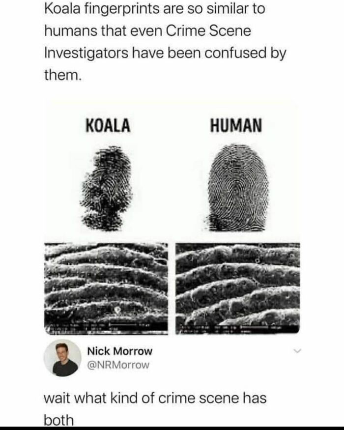 Creative Writing Prompt. Tell A Short Story, In The Comments, Of A Crimescene With Both Koala Prints And Human Prints