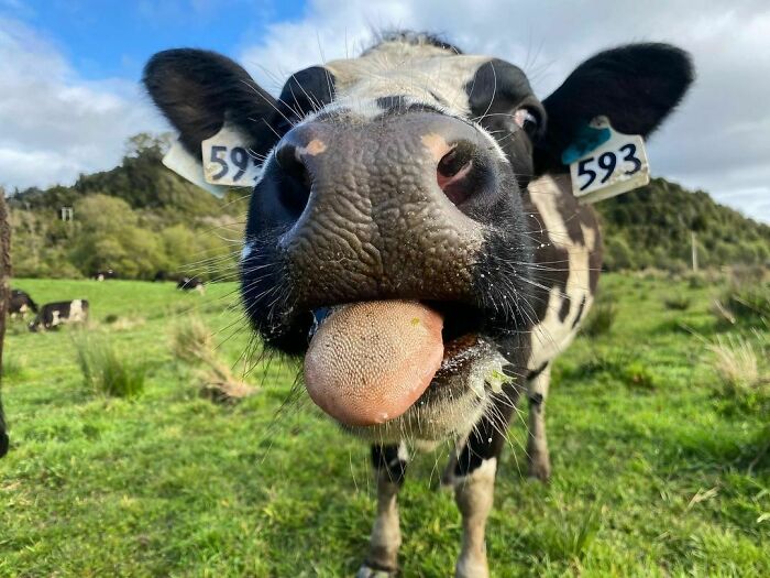 Indy Doesn’t Let Me Touch Her, But Is Always Super Keen To Pose For Photos And Hang Out With Me. Maybe She Will Become Friendly One Day
