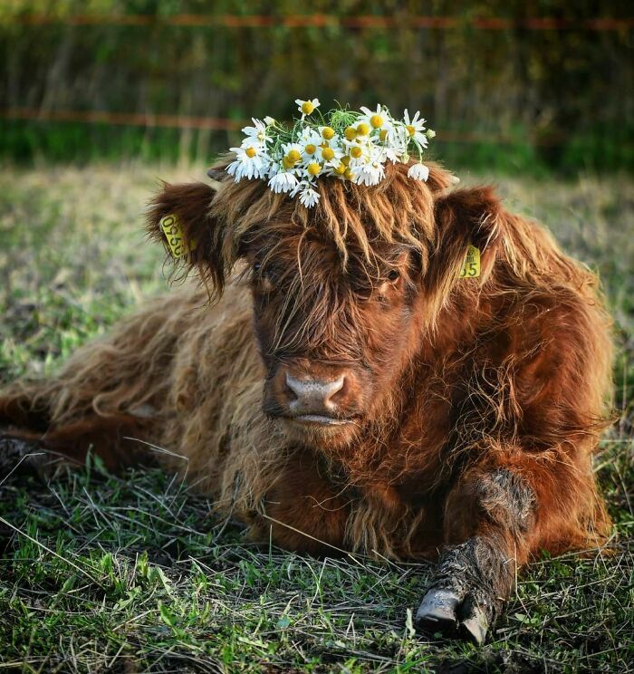 Taurus, My Little Messy Prince