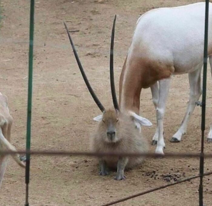 "I Want To Leave" Is Pretty Much The Weirdest Instagram Account, And Here Are 50 Pictures To Prove It (New Pics)