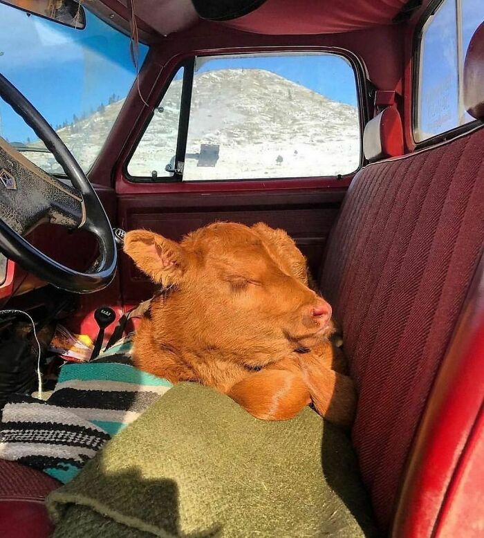 Having A Nap On The Ride Home