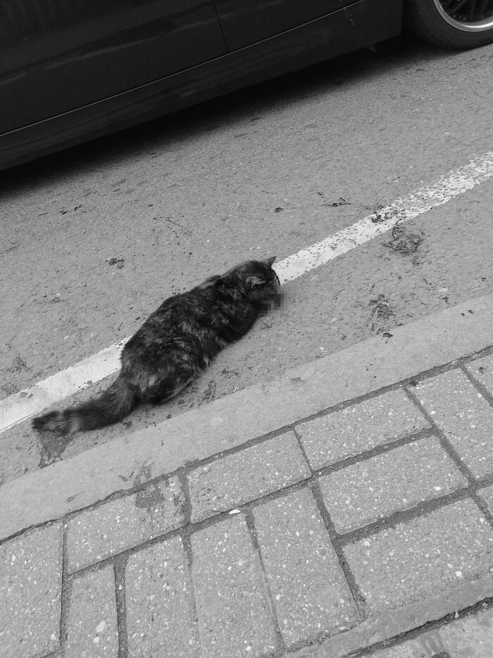 Meet Trudie, The 'Miracle' Cat Who Survived Being Run Over By A Bus And Found A New Forever Home