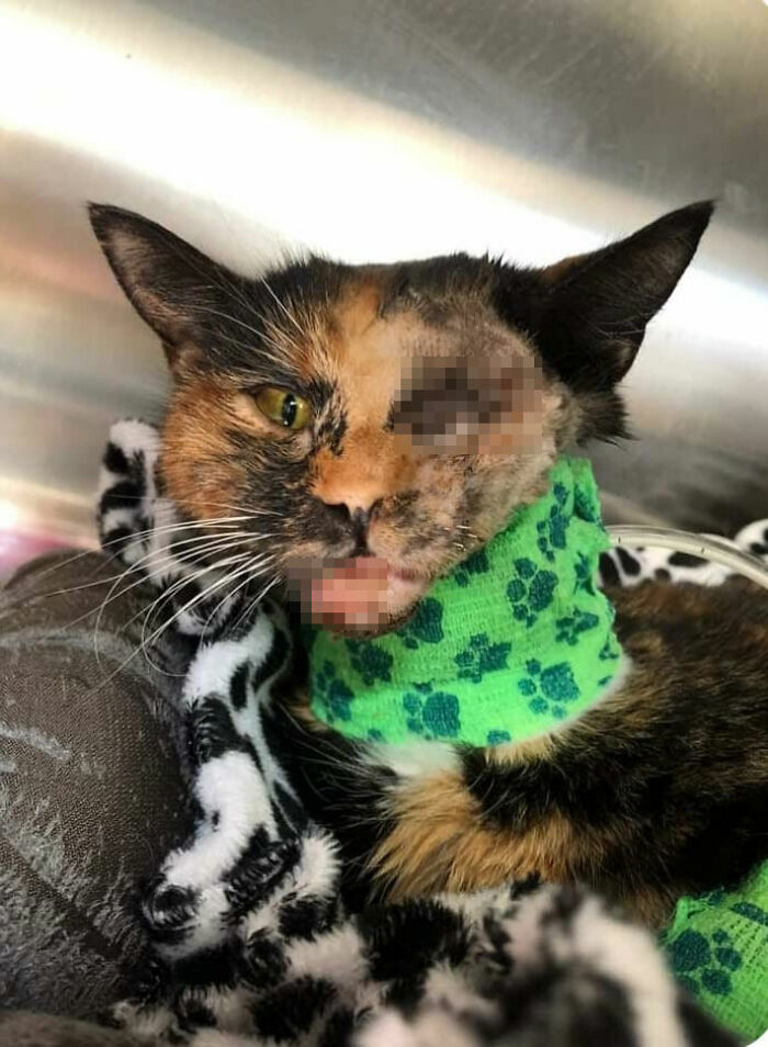 Meet Trudie, The 'Miracle' Cat Who Survived Being Run Over By A Bus And Found A New Forever Home