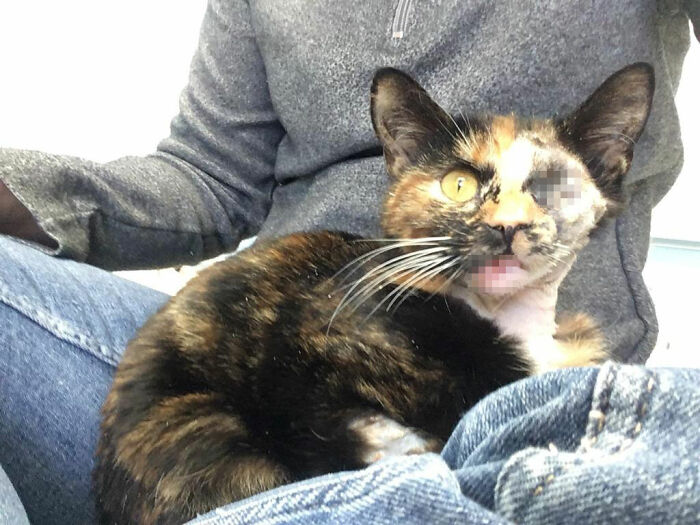 Meet Trudie, The 'Miracle' Cat Who Survived Being Run Over By A Bus And Found A New Forever Home