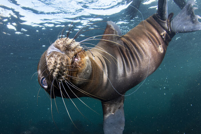 Underwater photo of a sea lion entangled in fishing line featured in Environmental Photographer of the Year 2021 winners.