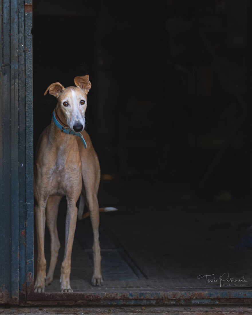 I Documented The Strife Of Rare Spanish Dog Breeds In This Shelter, And It's Mortifying