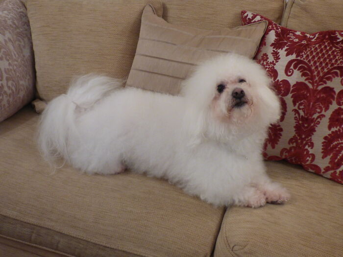 This Is Nico, Hes A Bolognese! He Looks Like A Big Fluffy Cloud 😂