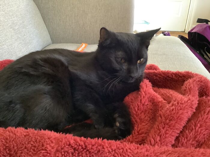 This Is Bug And He’s Snug As A Rug