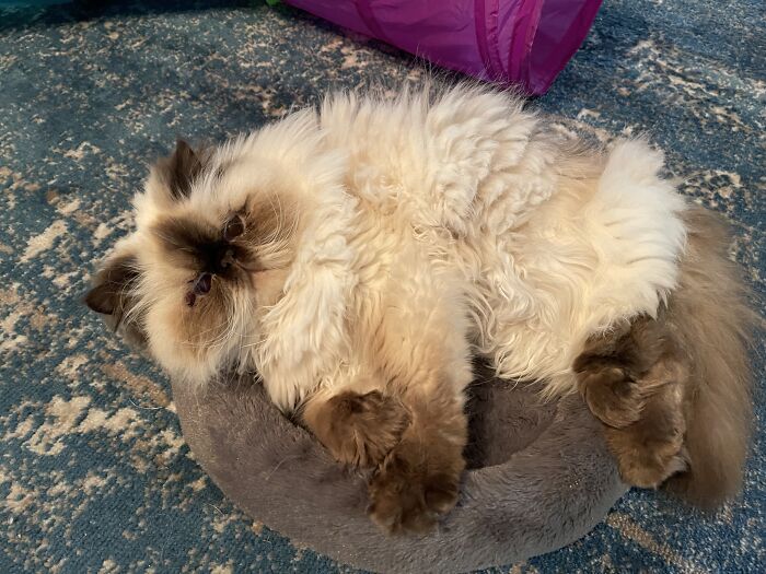 I Need A Bigger Bed Please