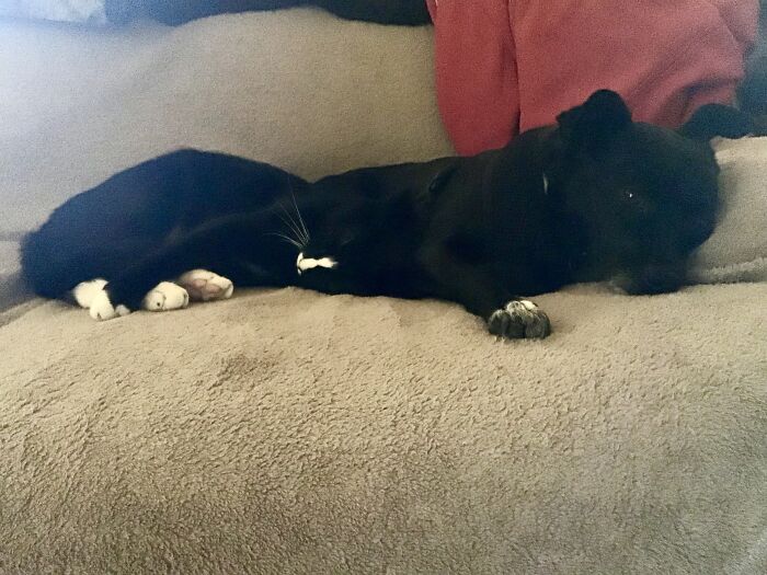 Maddie (Named After Marty Brøderbund, And Arlette A Serial Snuggle Smuggler. Named After The Woman Who Sings The National Anthem At Devils Home Games).