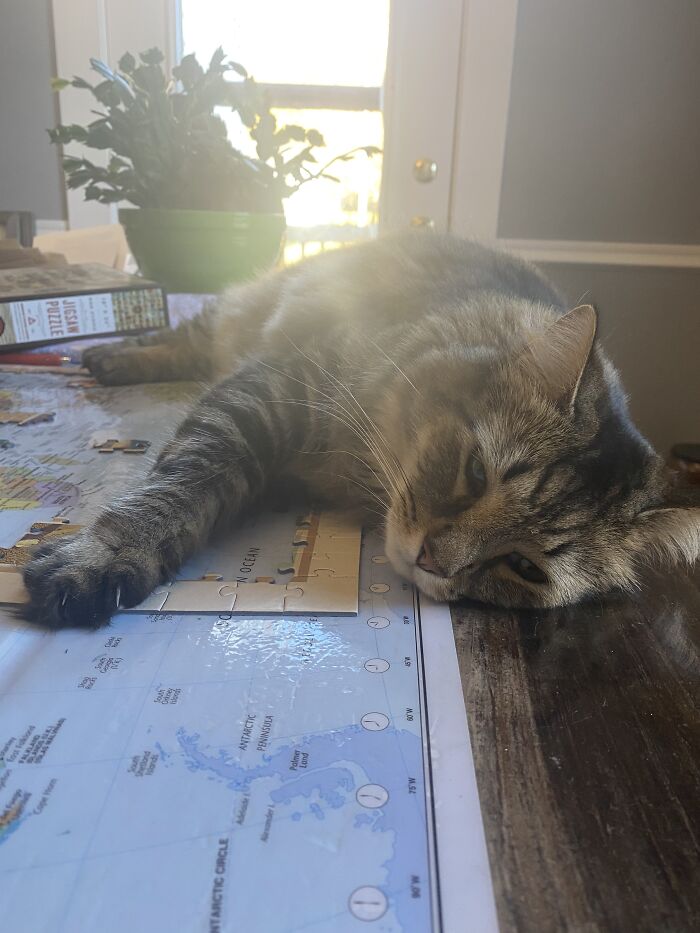 Albert Wanted To Sleep On The 50 State Puzzle My Mom Was Working On.