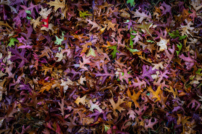 Leafy Fall