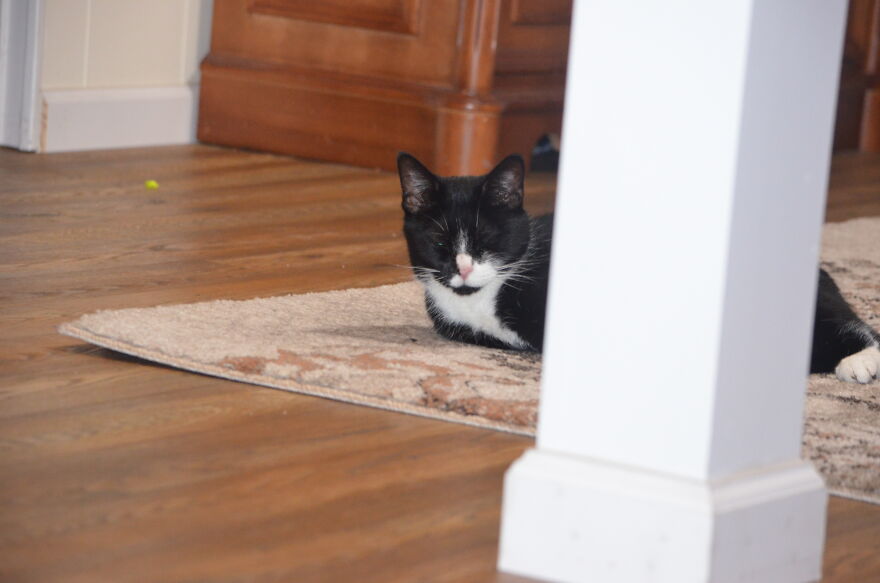 Cute Photos Of My Cat Rex