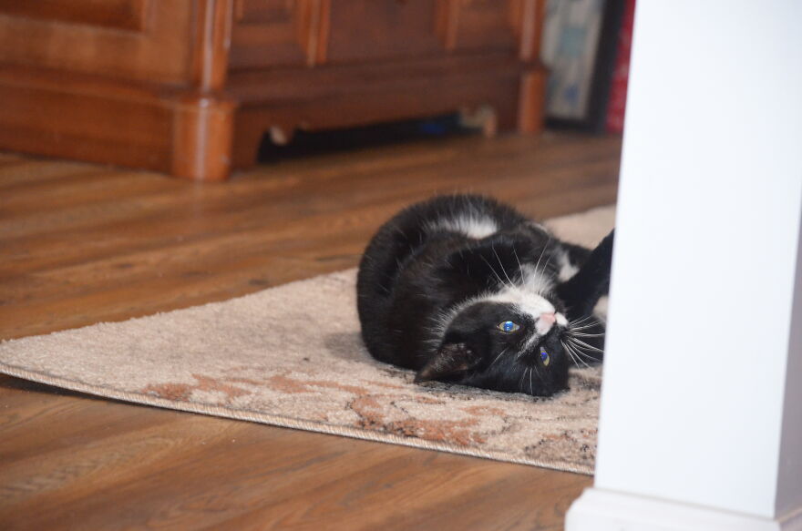 Cute Photos Of My Cat Rex