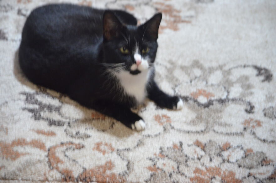 Cute Photos Of My Cat Rex