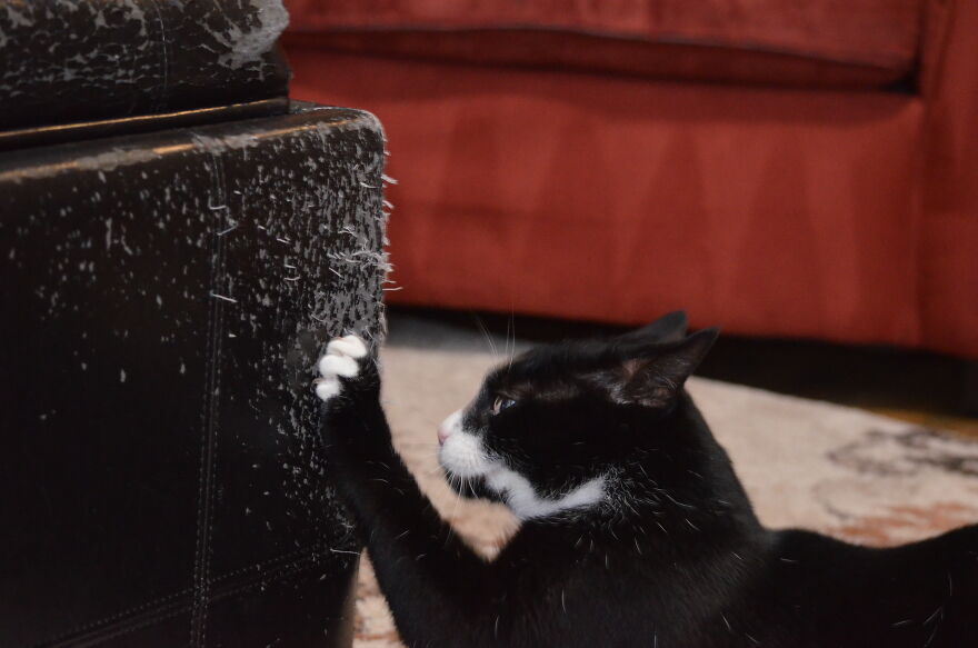 Cute Photos Of My Cat Rex