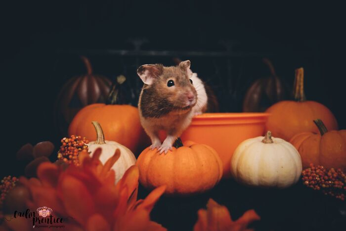 Emris During His Halloween Photoshoot