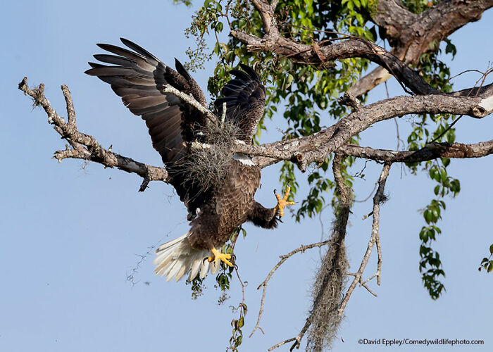 Mención Honorífica: "Majestuosa y elegante águila calva" por David Eppley