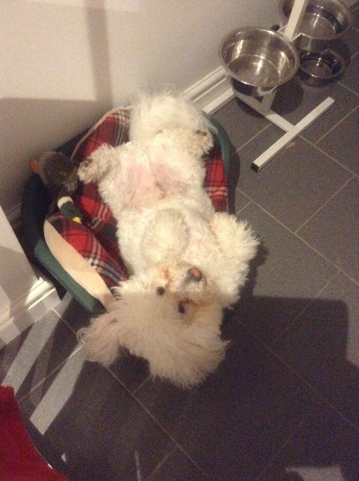 He Sleeps Upside Down 🤣