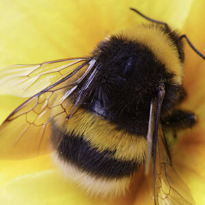 violet-yimlat avatar