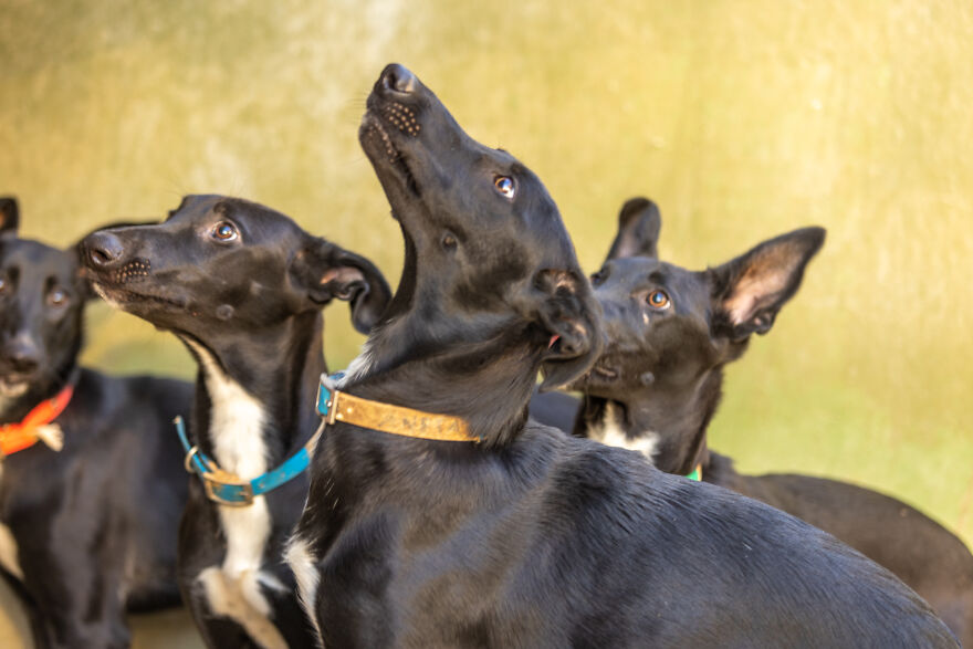 I Documented The Strife Of Rare Spanish Dog Breeds In This Shelter, And It's Mortifying