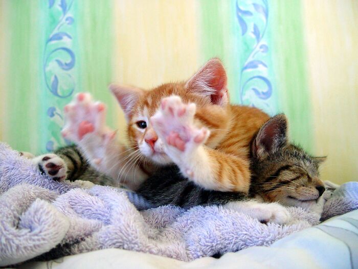 Rastus Sleeps While Ginga Stretches.