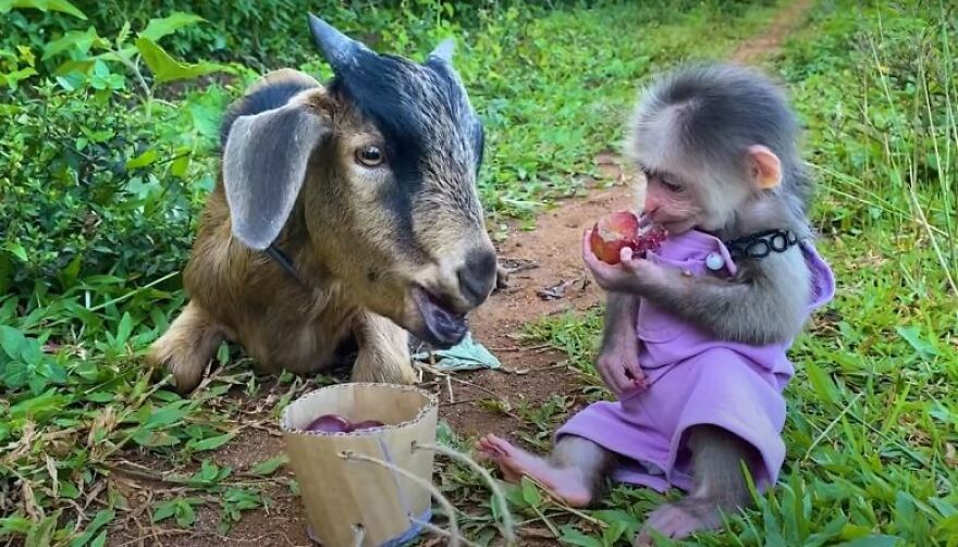 Meet Bibi, The Little Baby Monkey Who Befriends Any Animal