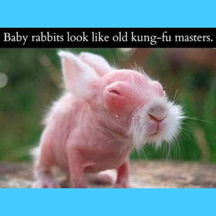 Pranks! (Sent This To My Friend. They Thought It Was A Rat)