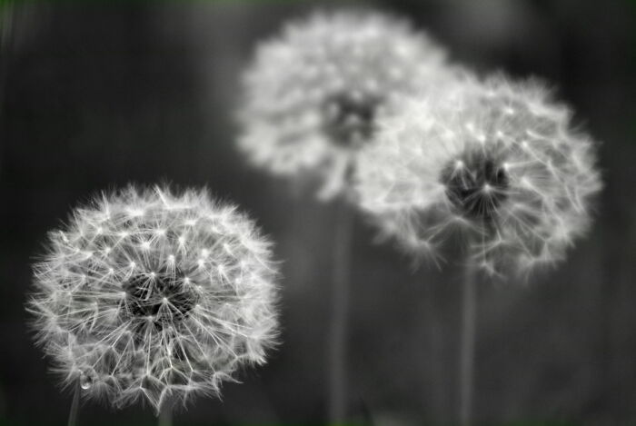 Dandelions