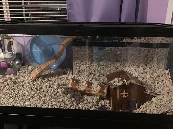 Here Is My Freshly Updated Gerbil Cage