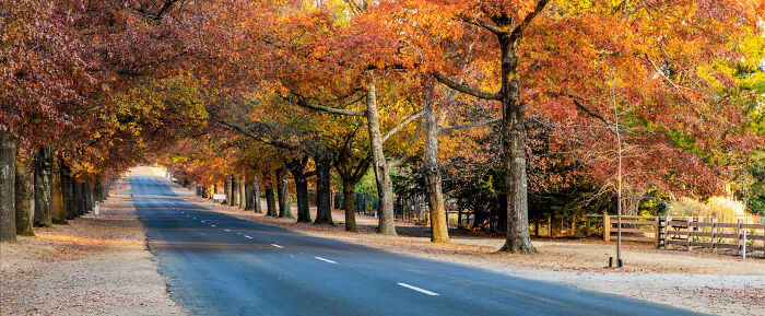 Autumn Road