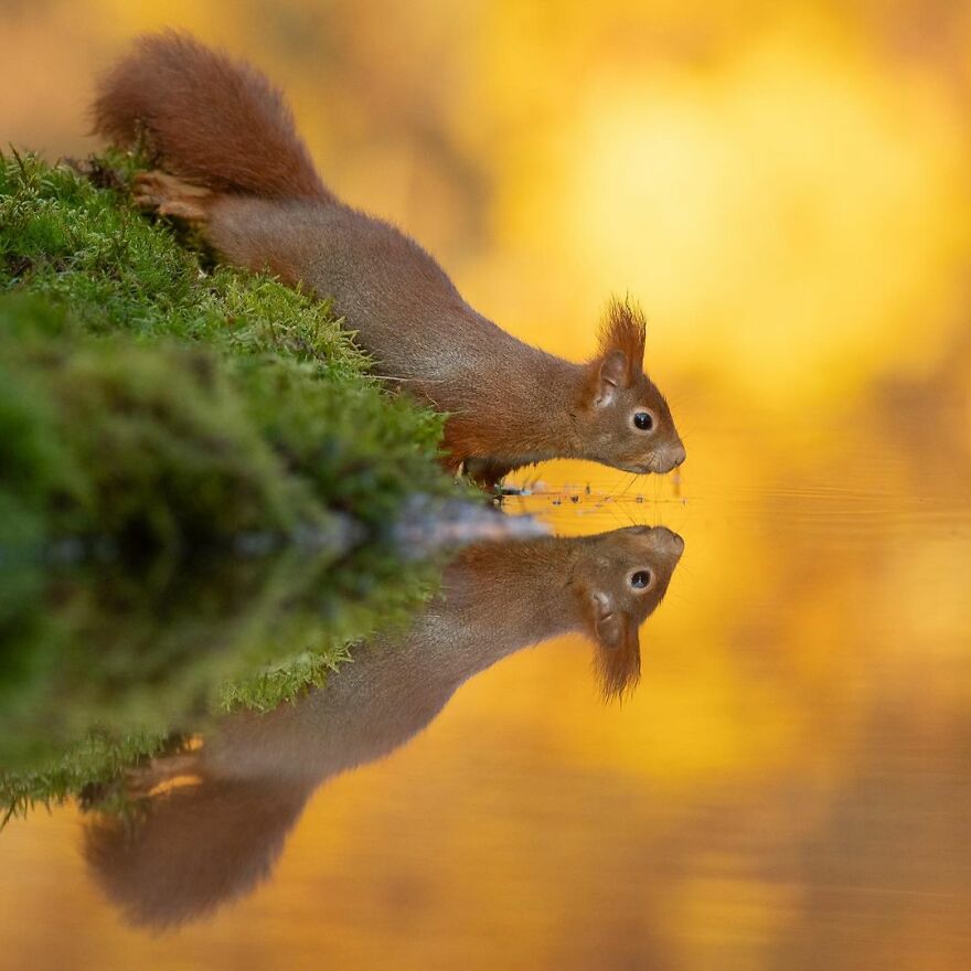 I Take Pictures Of Wildlife Animals And I Captured A Jumping Squirrel In Fall Forest (60 New Pics)