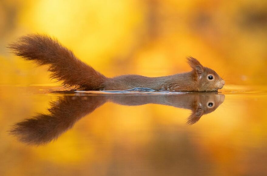 I Take Pictures Of Wildlife Animals And I Captured A Jumping Squirrel In Fall Forest (60 New Pics)